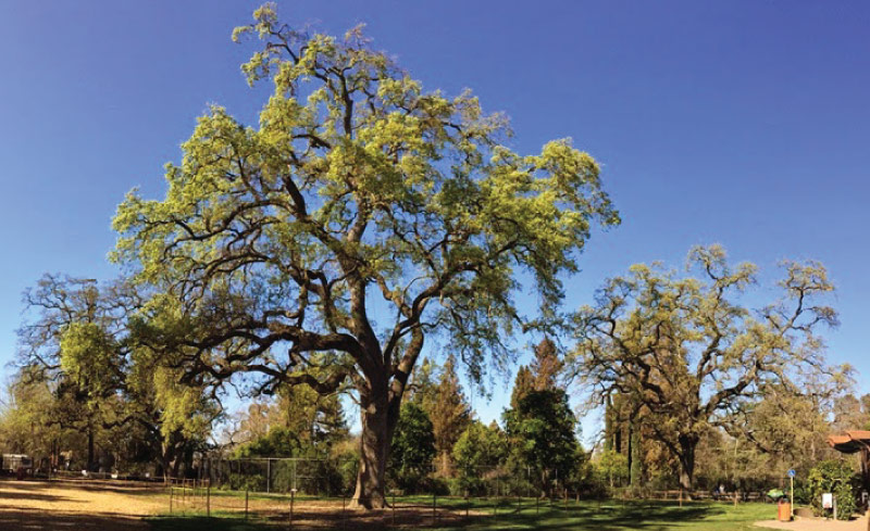 Heritage-Tree-Surveys